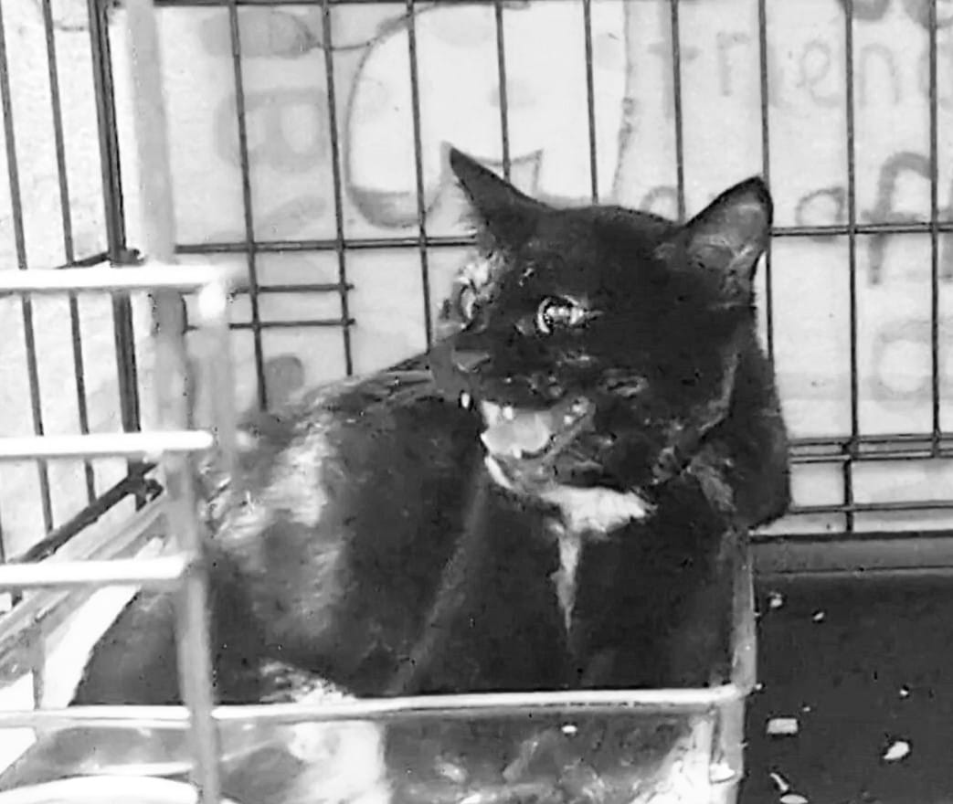 Happy Mother's Day my Cat Loving friends! ð