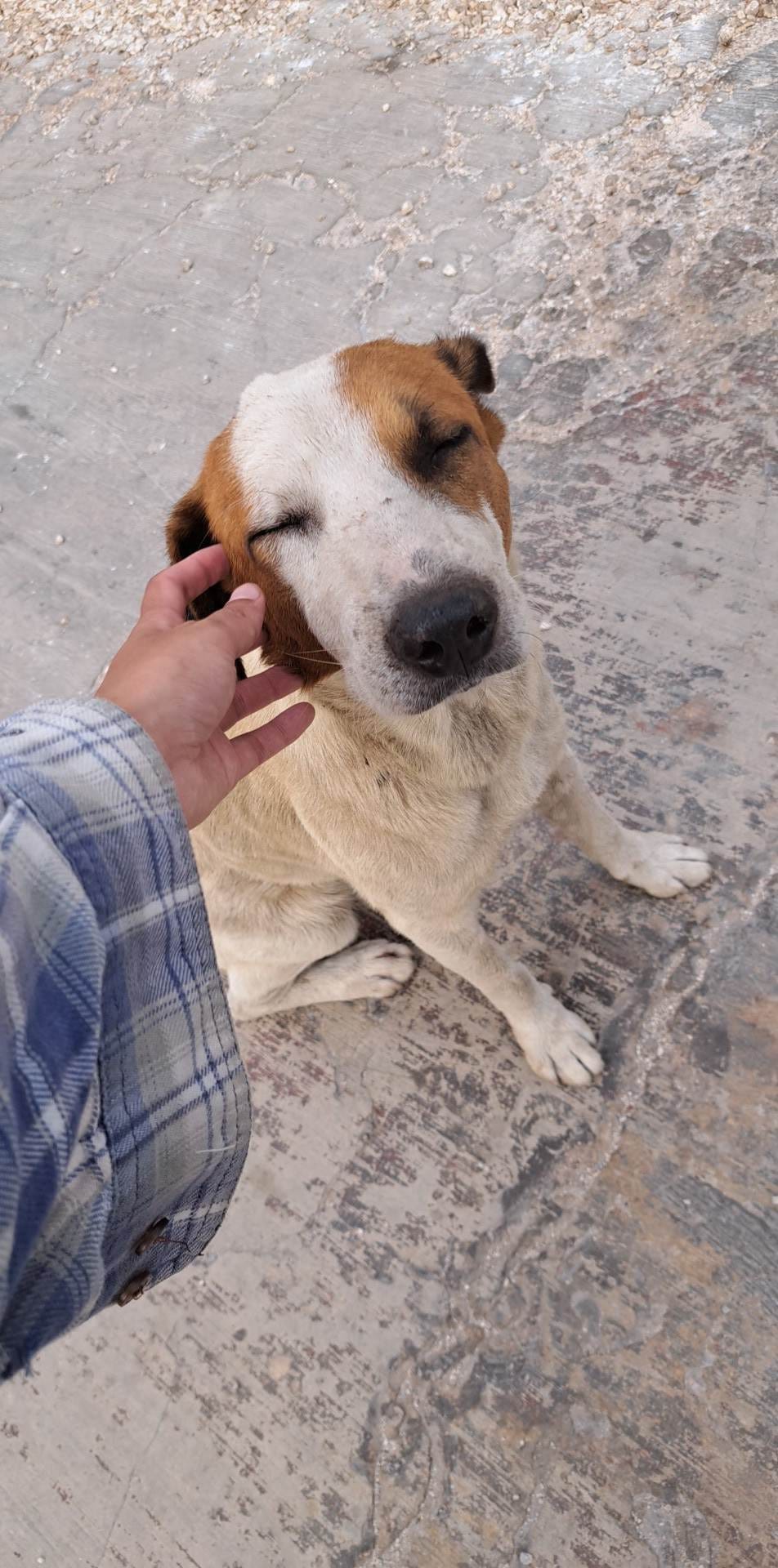 Spotlight_on_dogs_in - Image from 2023-05-19