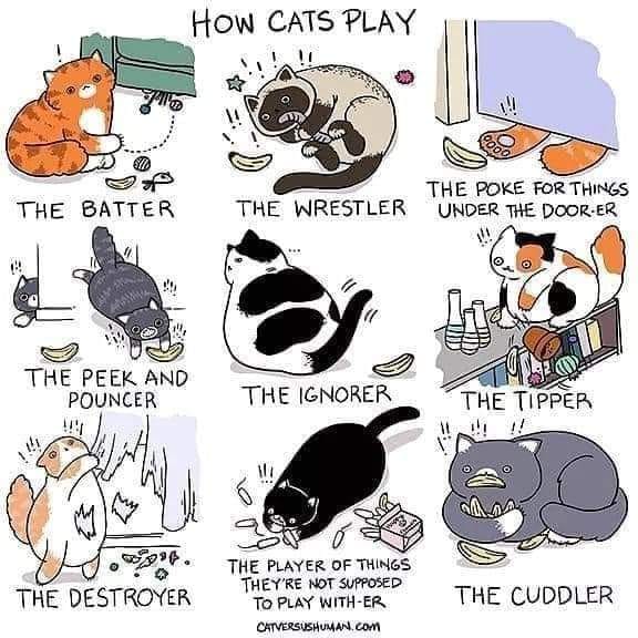 We have a cat in every category… ð