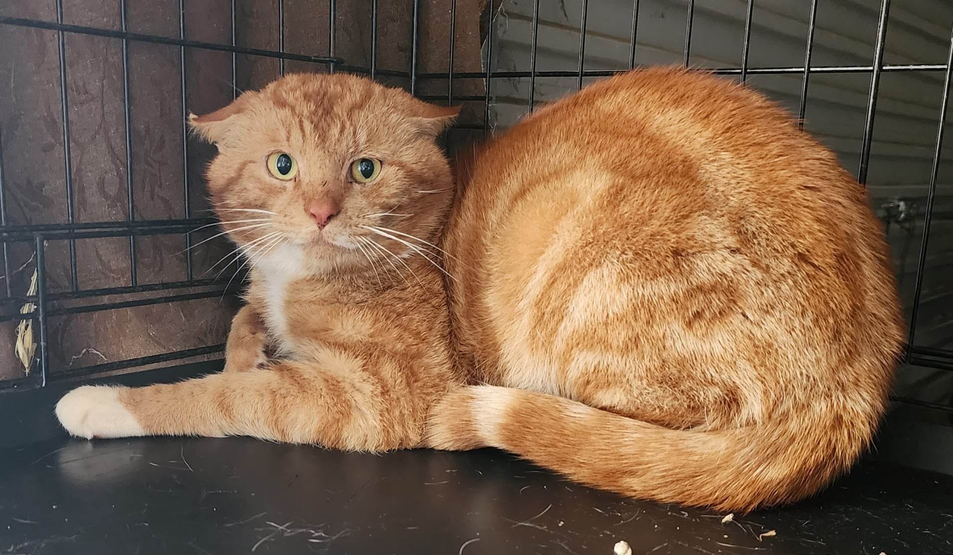 Introducing ð¥… Mr Darcy. ð©