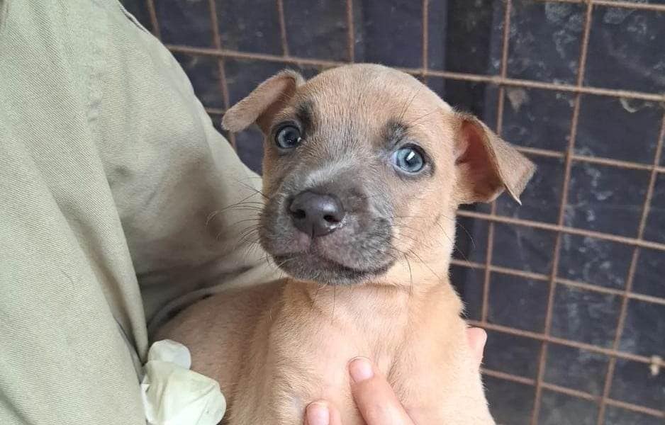Peeps, check out the puppies!! ð¤©