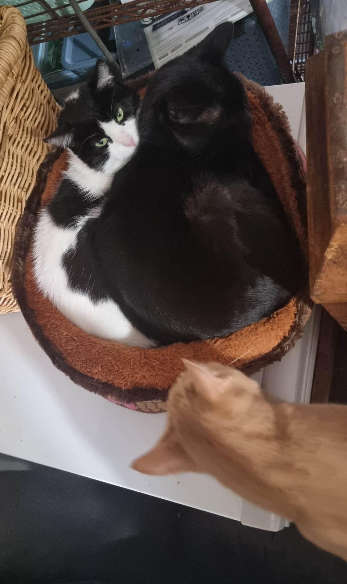 Cow_Cat_Arya_has_officially_gr - Image from 2023-06-04