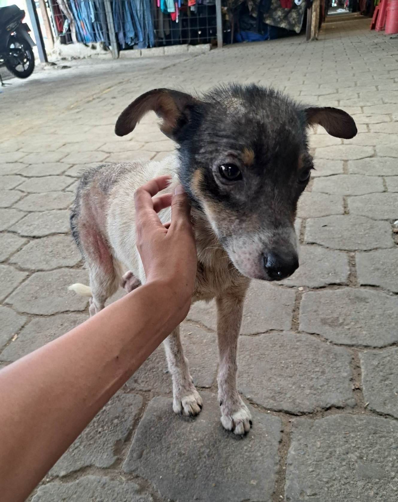 PoochPacker_Tales__The_story_o - Image from 2023-06-05