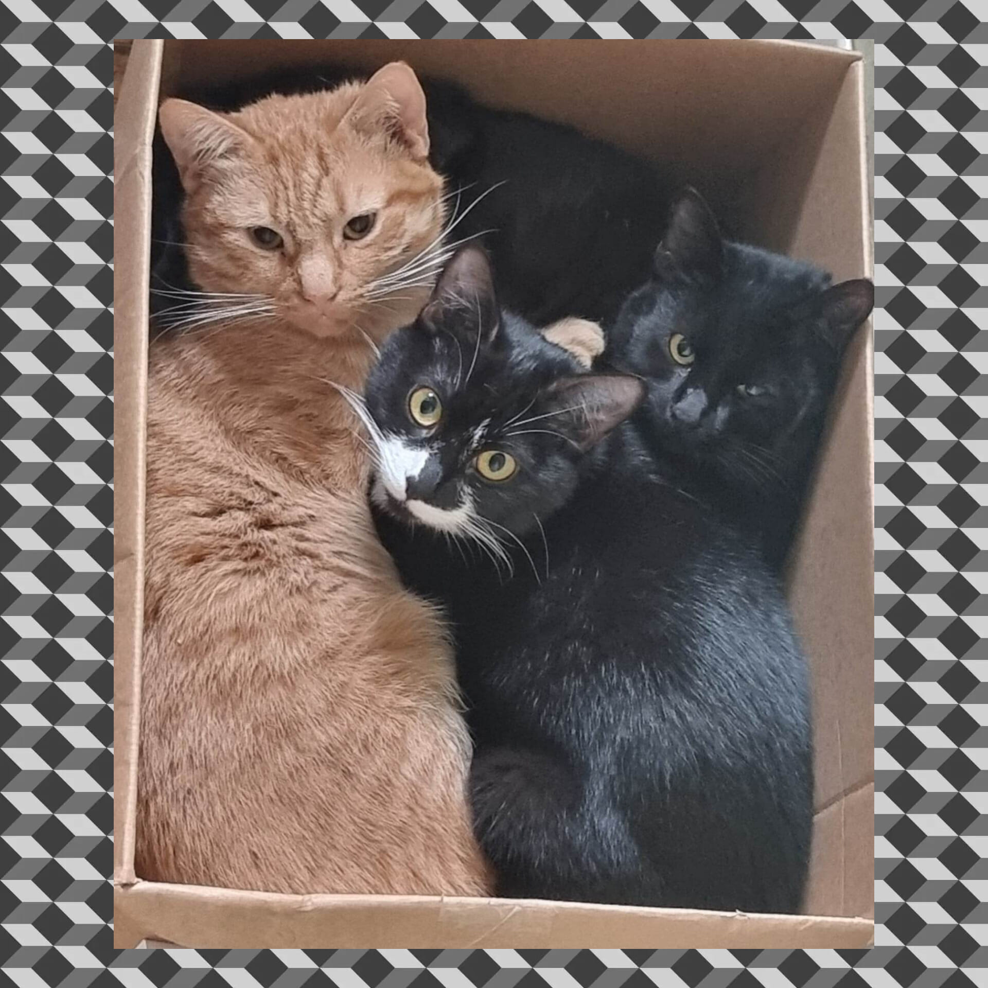 Garrett, Brigitte and Lunar keeping warm in this ð¥¶ weather.