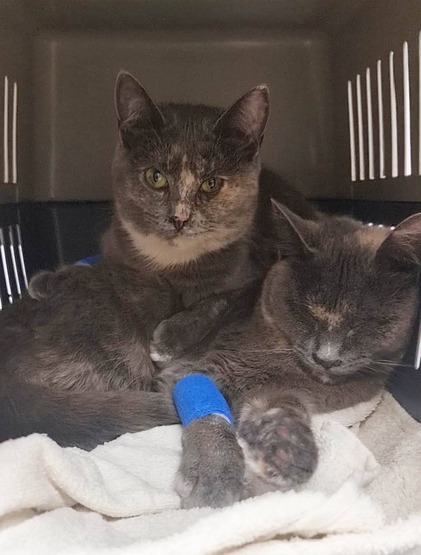 Trigger Warning – Sad news. ðª