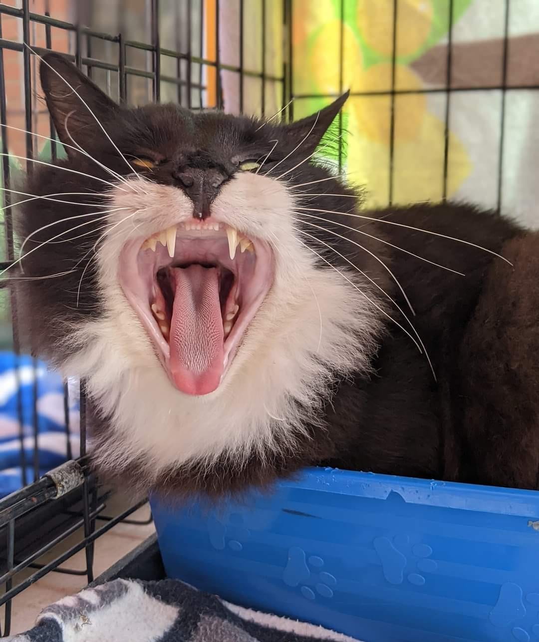 Thank you Freedom for snapping these awesome pics of Finian at Cat Haven today!