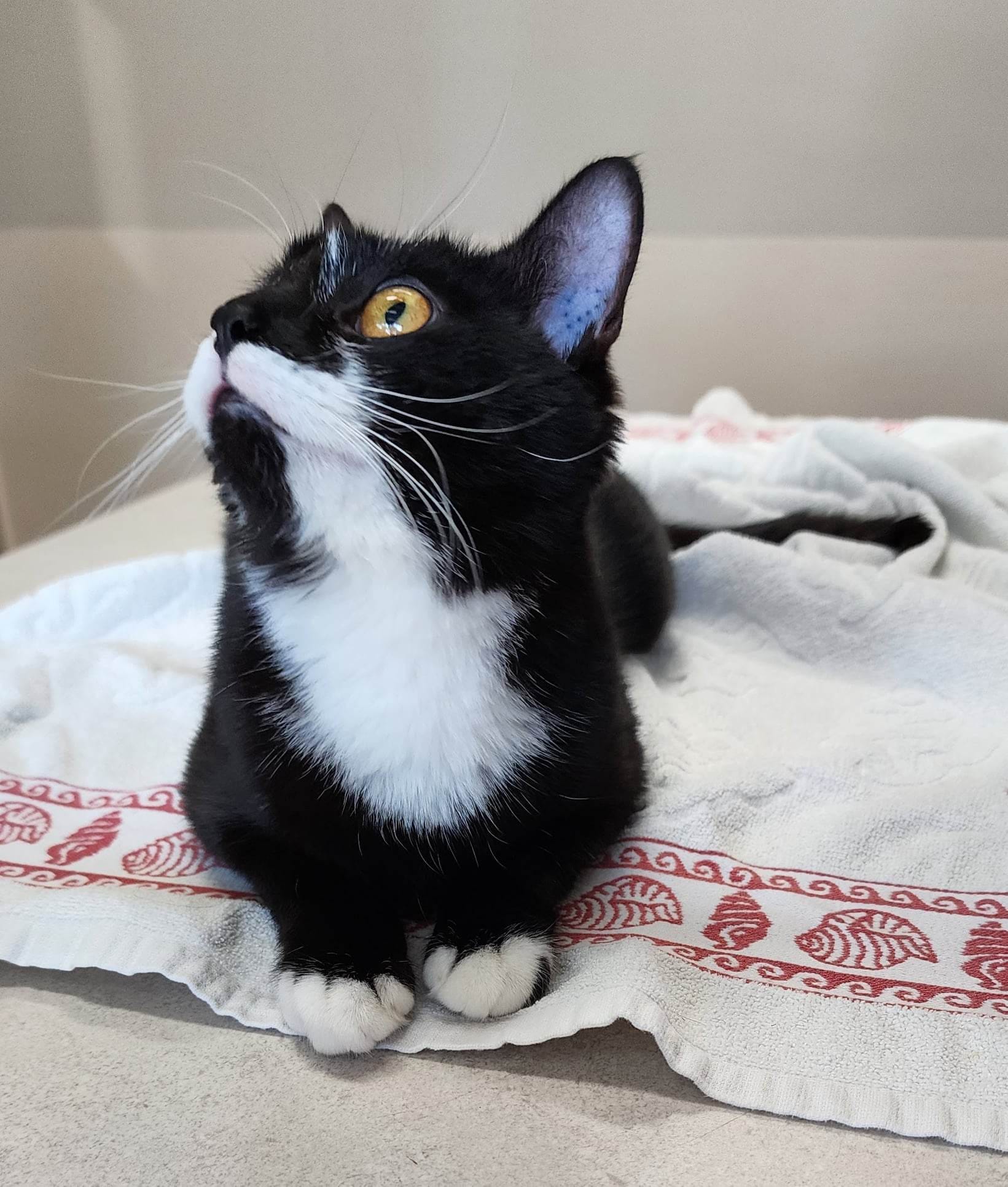 Brigitte is still available for adoption! ð²