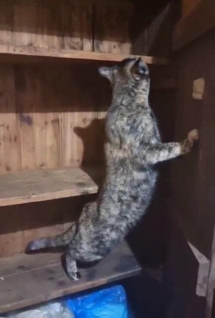 Cant_do_a_thing_without_cats_a - Image from 2023-07-24
