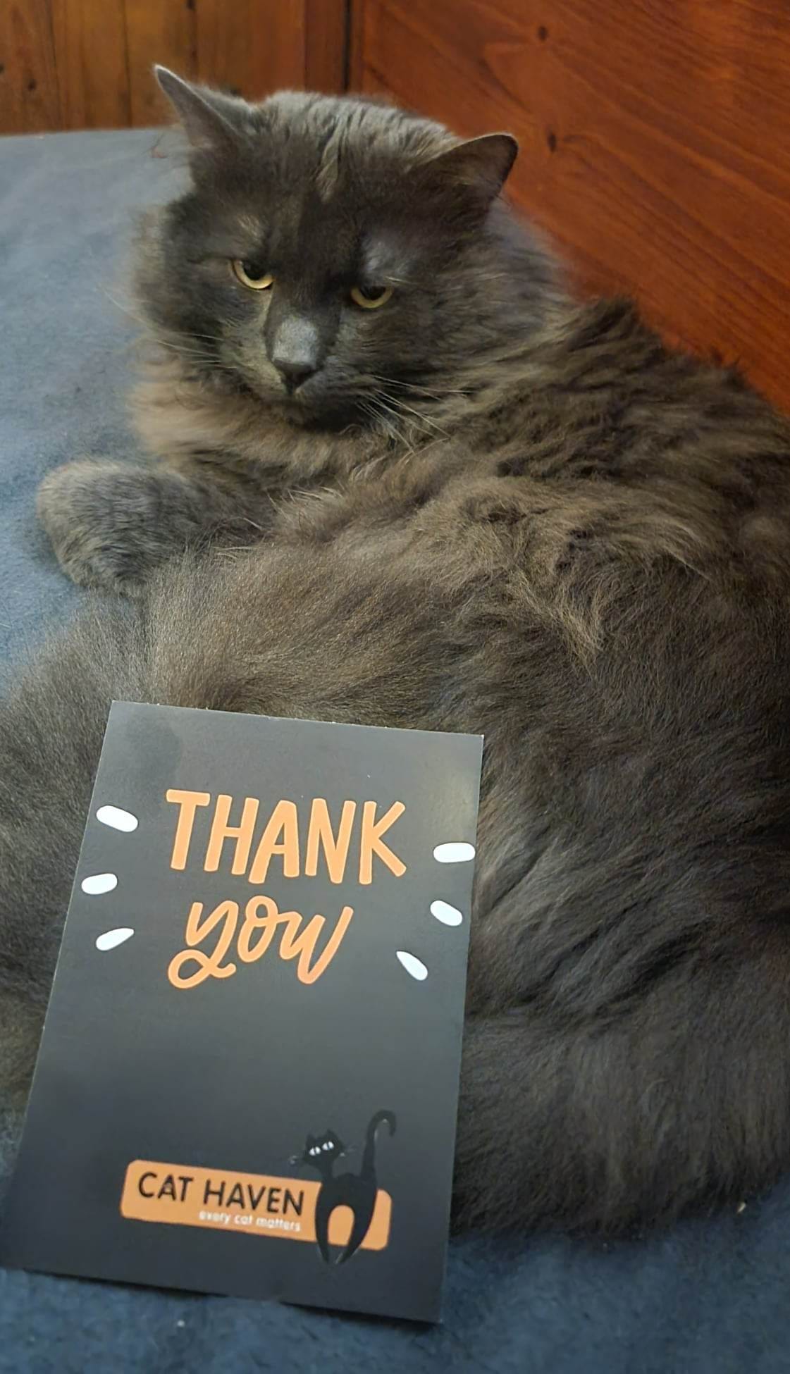 My new Cat Haven WA coffee mug arrived in the mail yesterday. ð¤