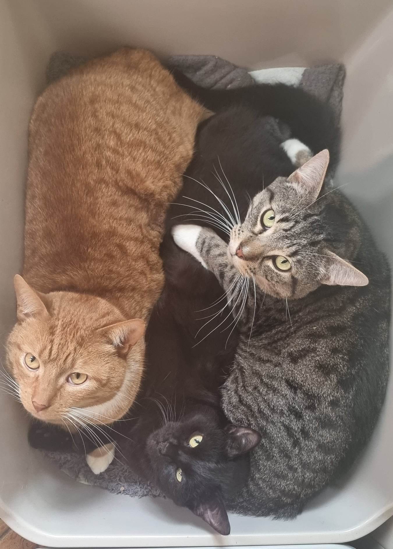 It's a Lunar sandwich! ð§¡ð¤ð©¶