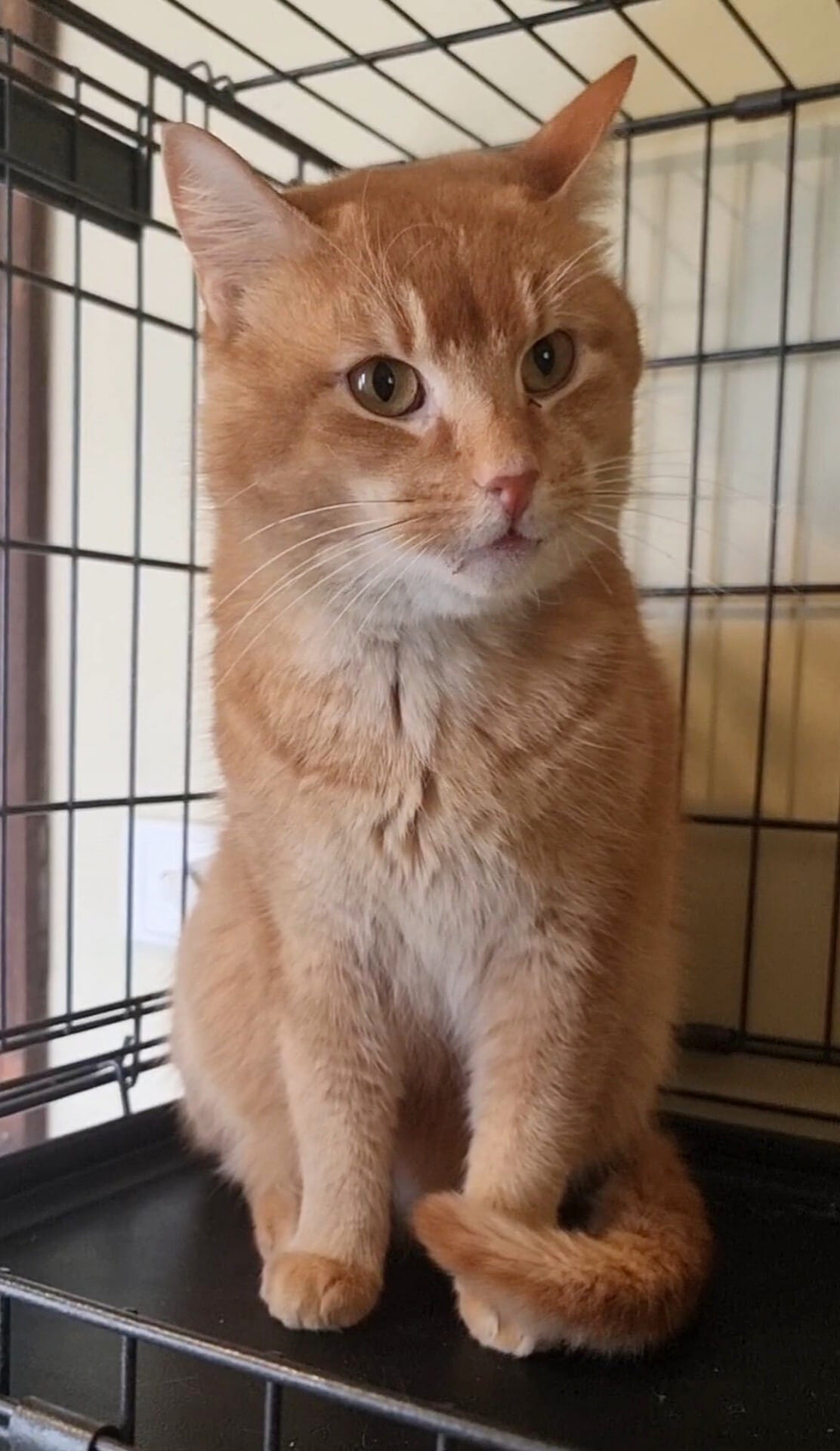 Paco_the_ticked_ginger - Image from 2023-08-21