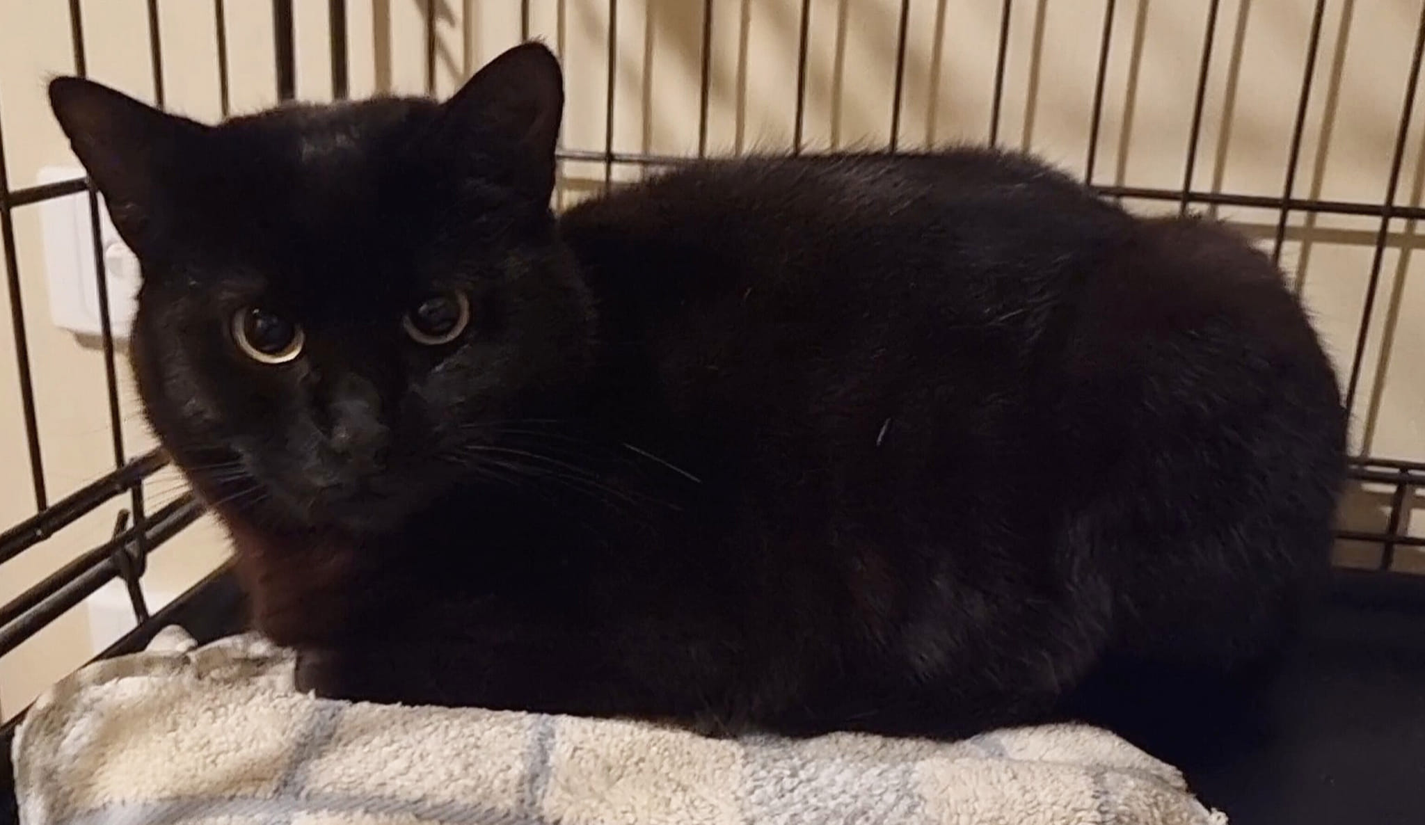 Spotlight on Lunar ð¤ðð¤ #HousePanther