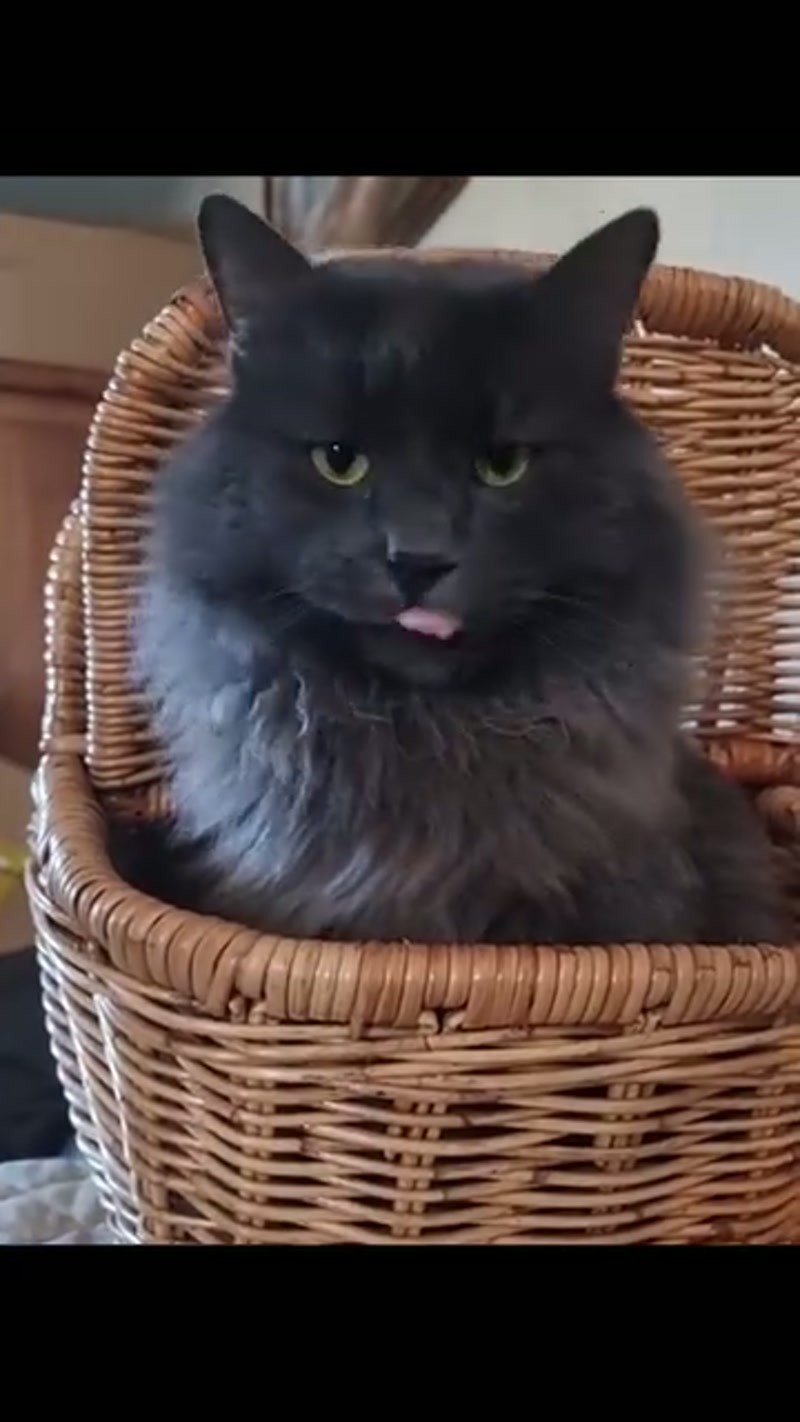 The Honorable Floofmeister…