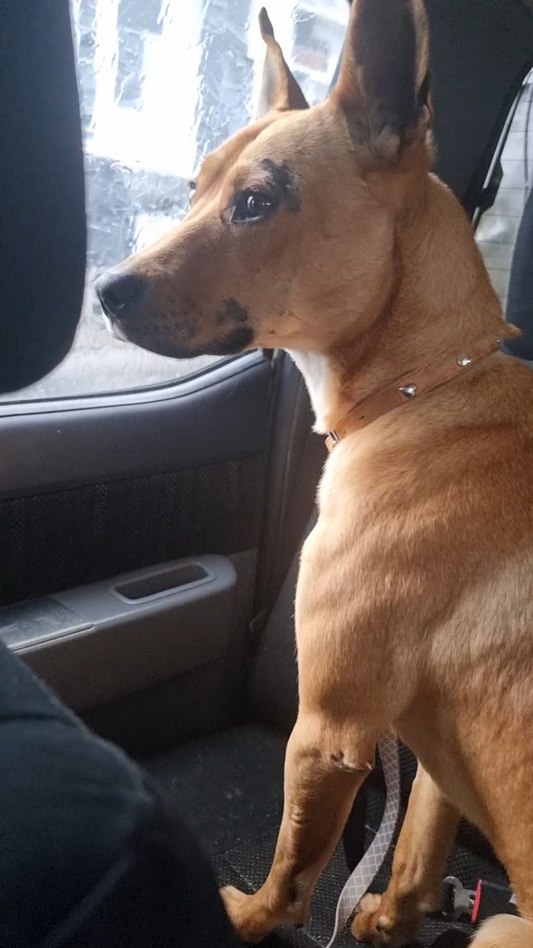 Pip the rescue pup ð¤ð§¡ð¤