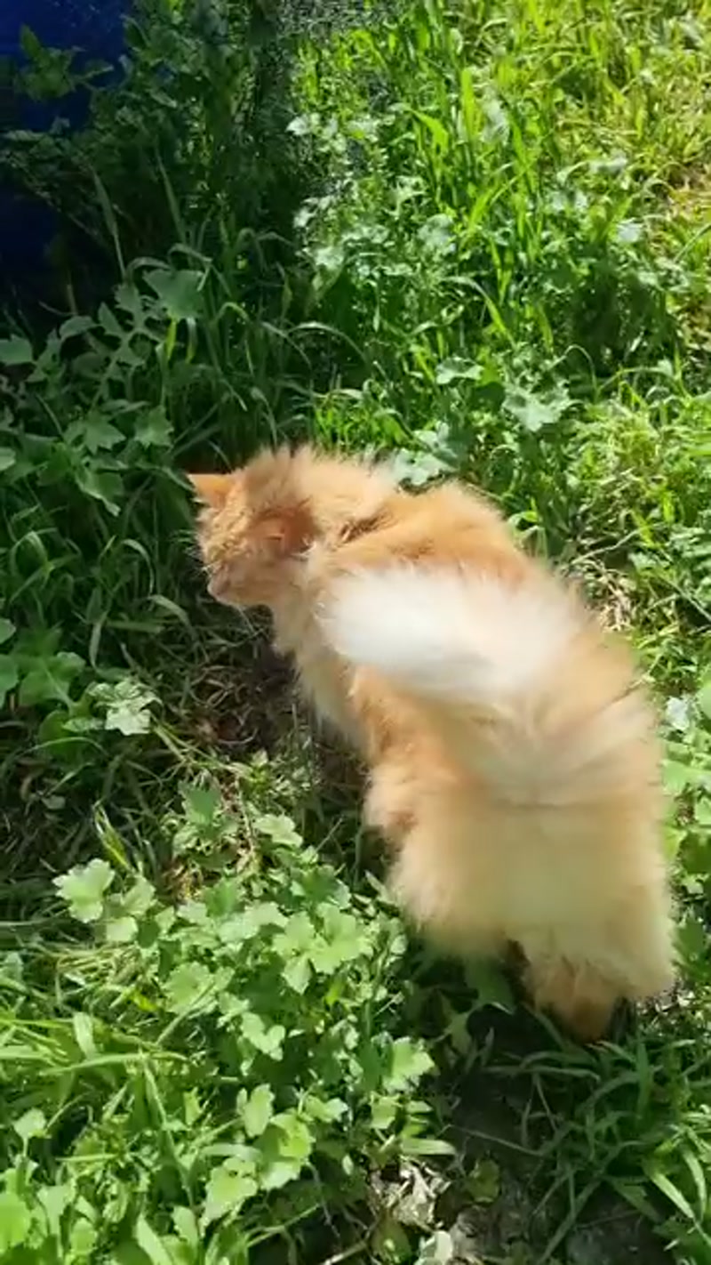 Just floofin' around ð§¡ðð§¡