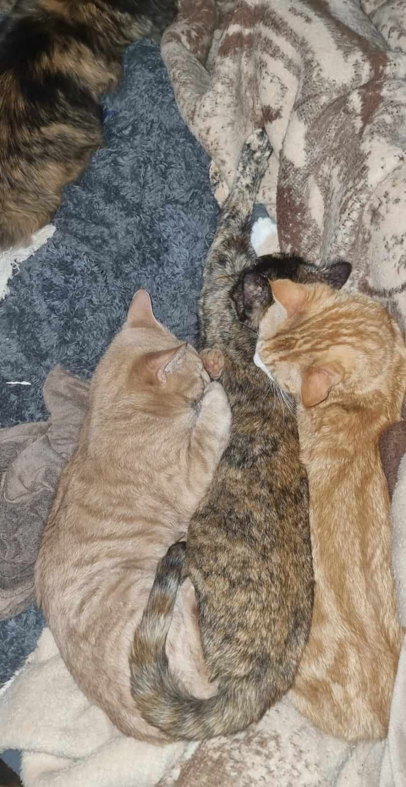 Sometimes I try to pull up the blanket and get a cat instead. ð¥´