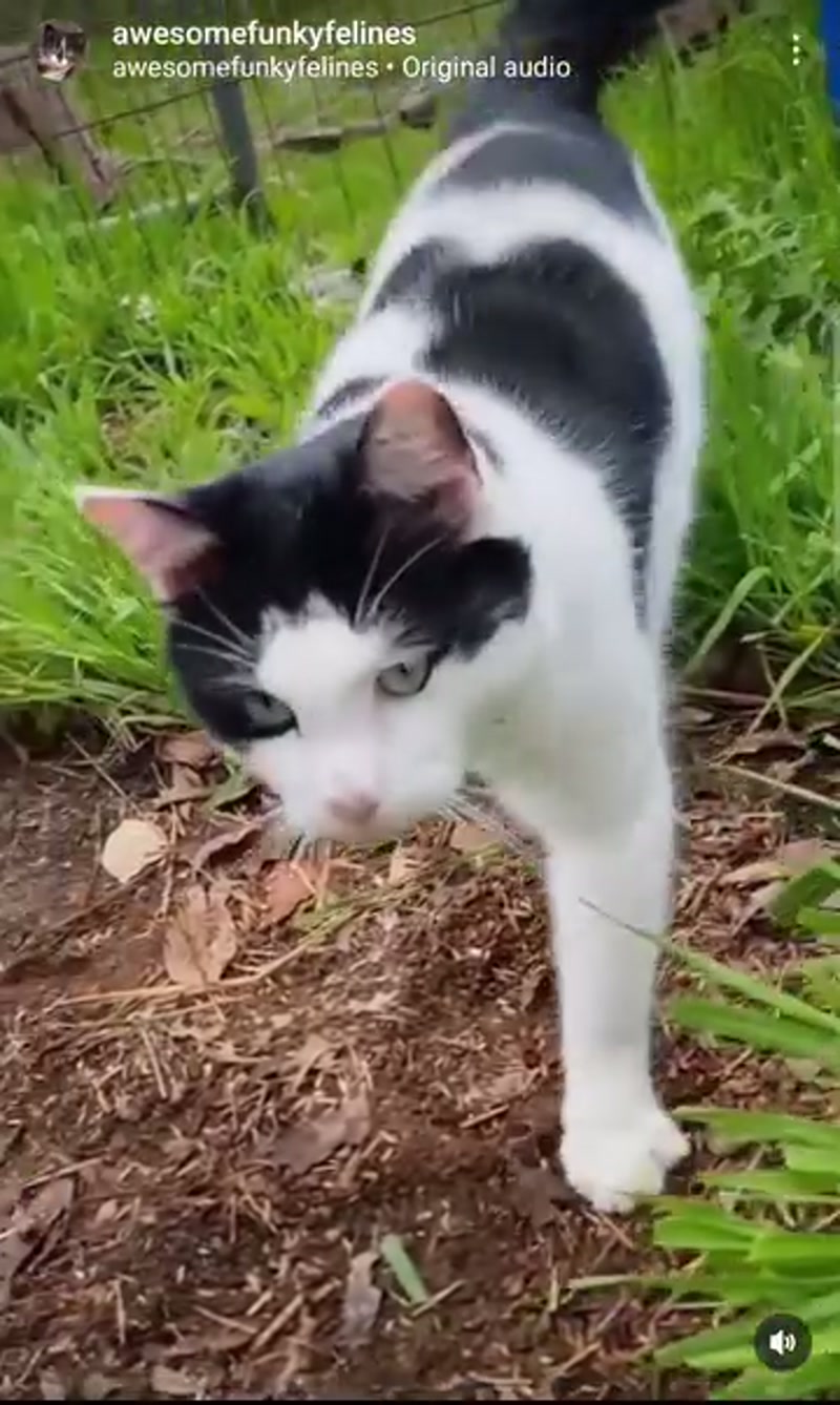 Sound up for Ned-sical purrs.