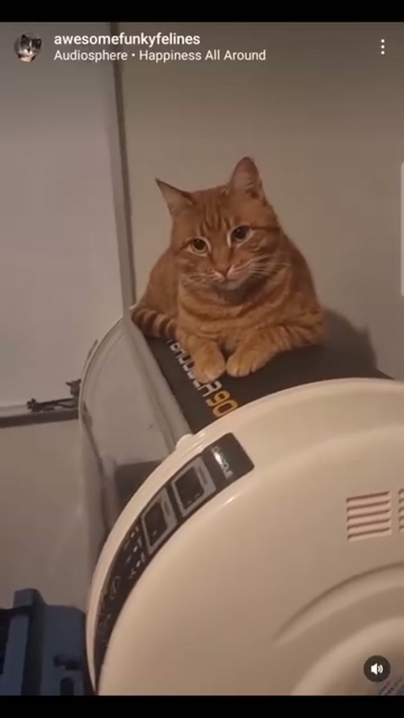 Ranga is an 'in your face' kind of cat…