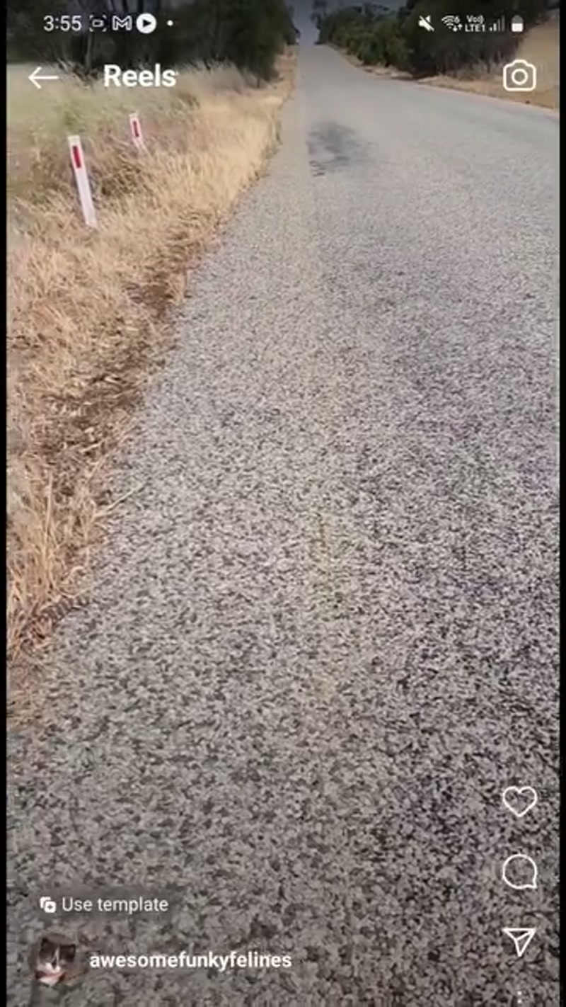 Critter spotter ð