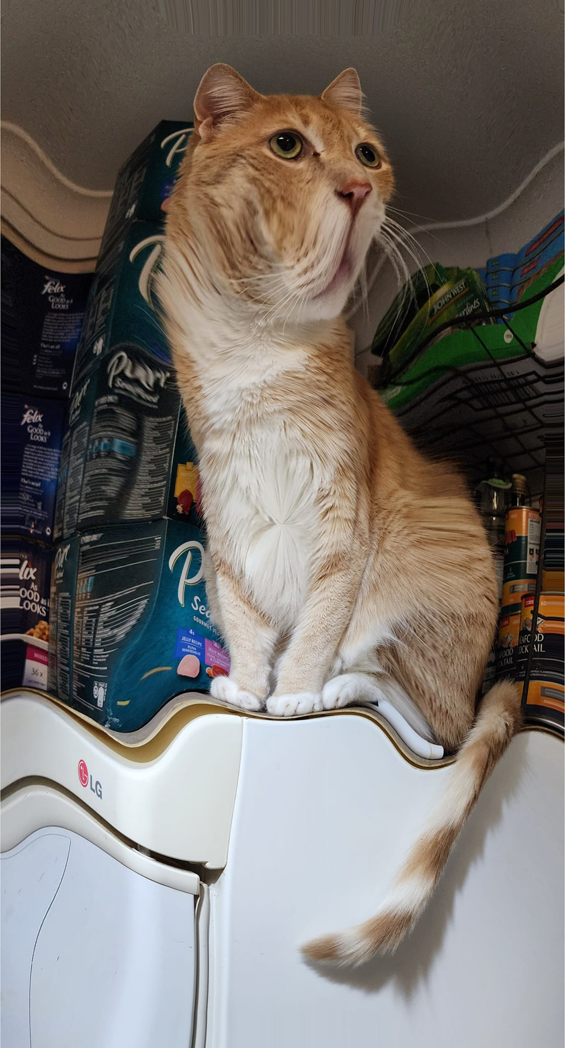 POV – Your inner lion is taking over ð