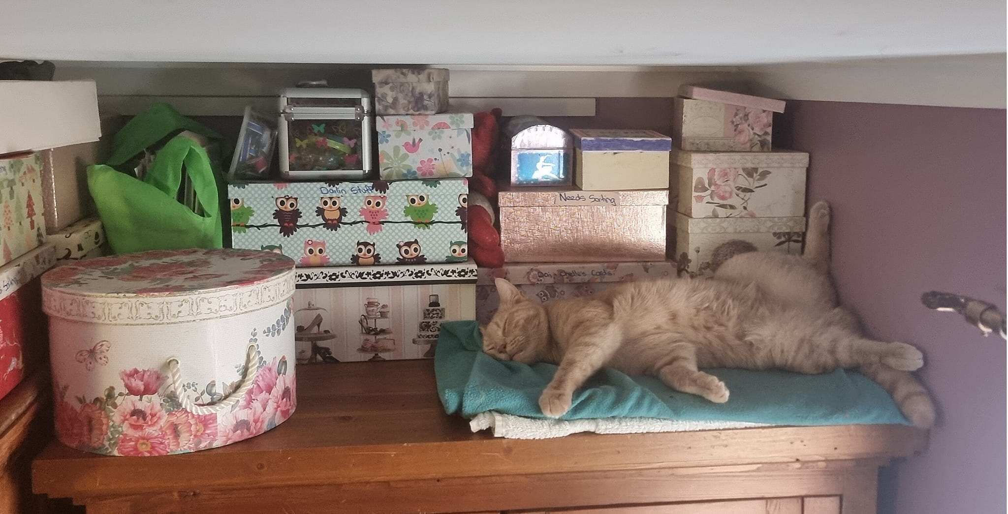 Always store your cat right side up  â¬ï¸