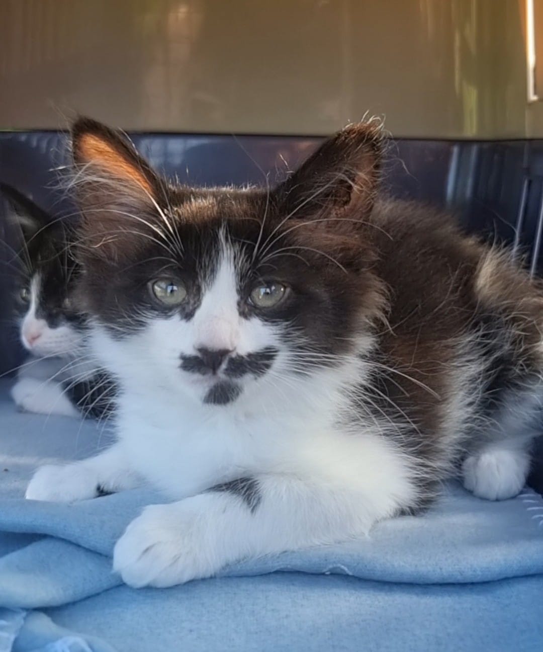 Is_it_possible_that_the_kitten - Image from 2023-11-27