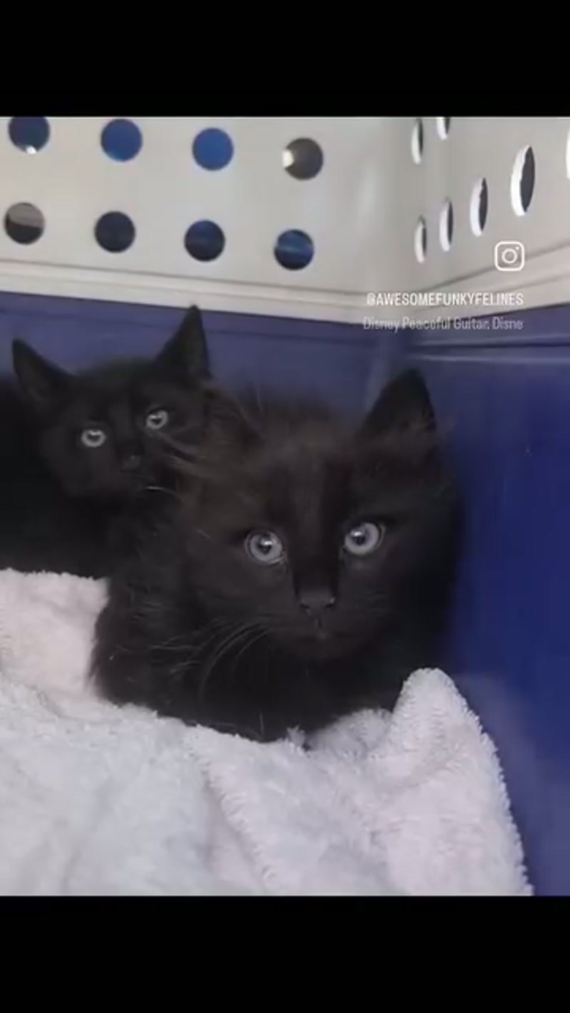 Here a kitty, there a kitty…