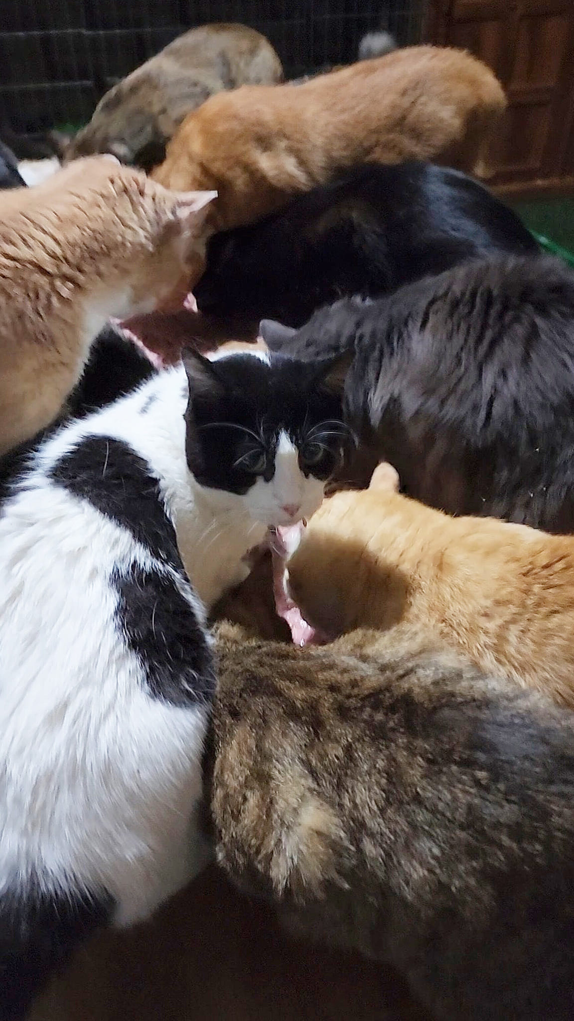 Beautiful #cowcat Arya ð¤ð¤ð¤