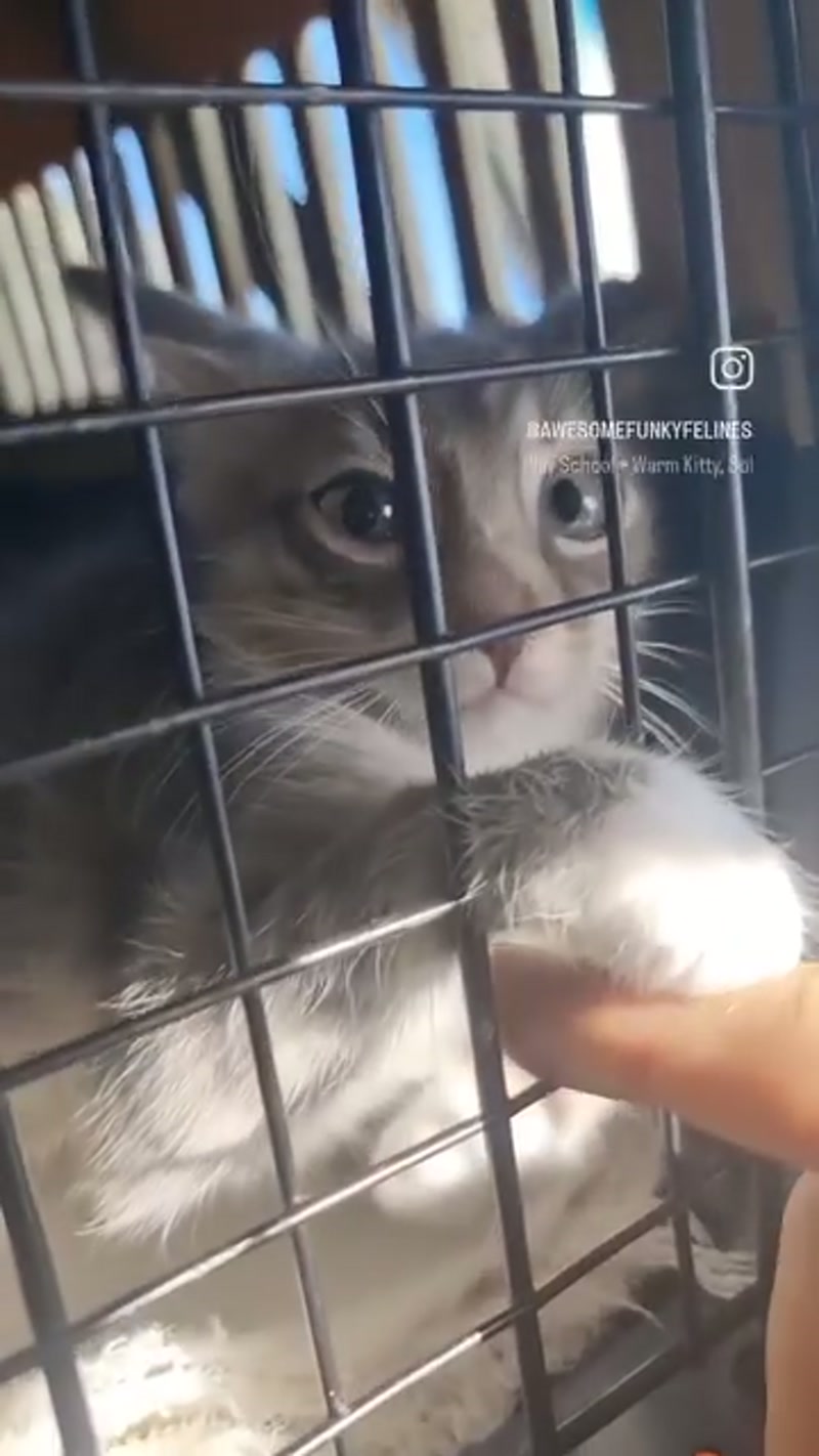 Kitten Fix! ð¤