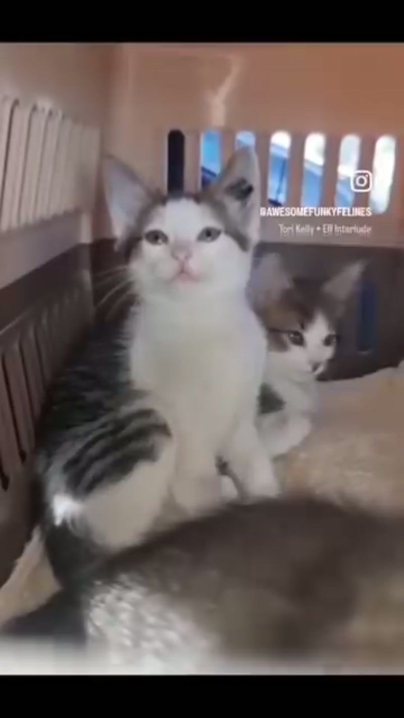 ANOTHER kitten reel? ð«¢