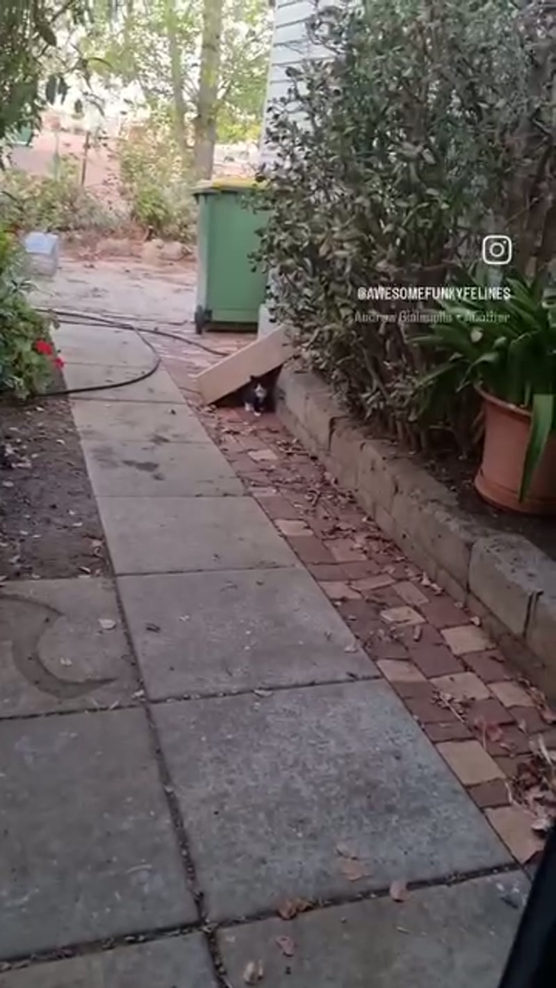 2023 kittens in need…