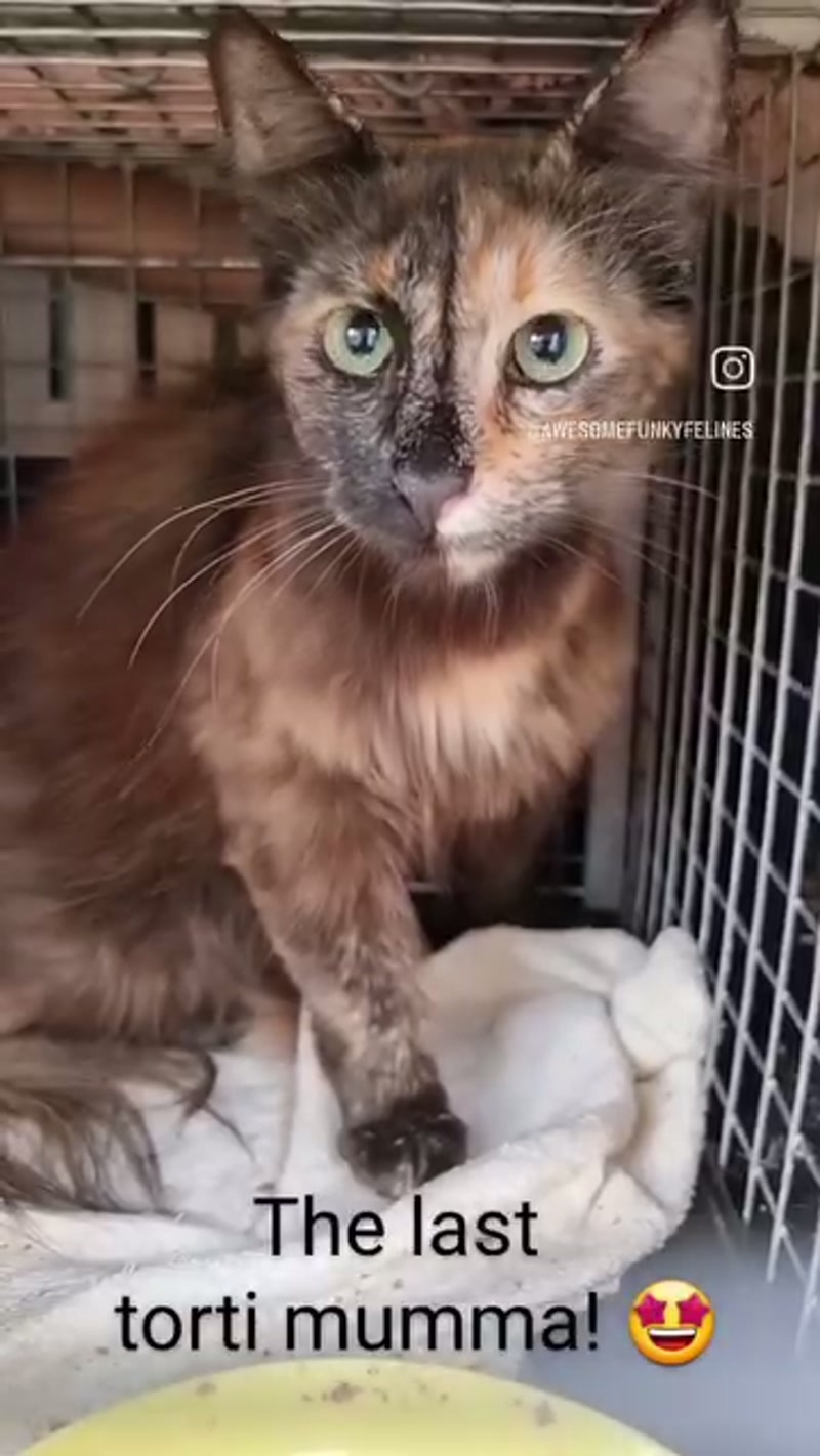 Shadow… the last of Mumma Ginger's 5 torti girls!