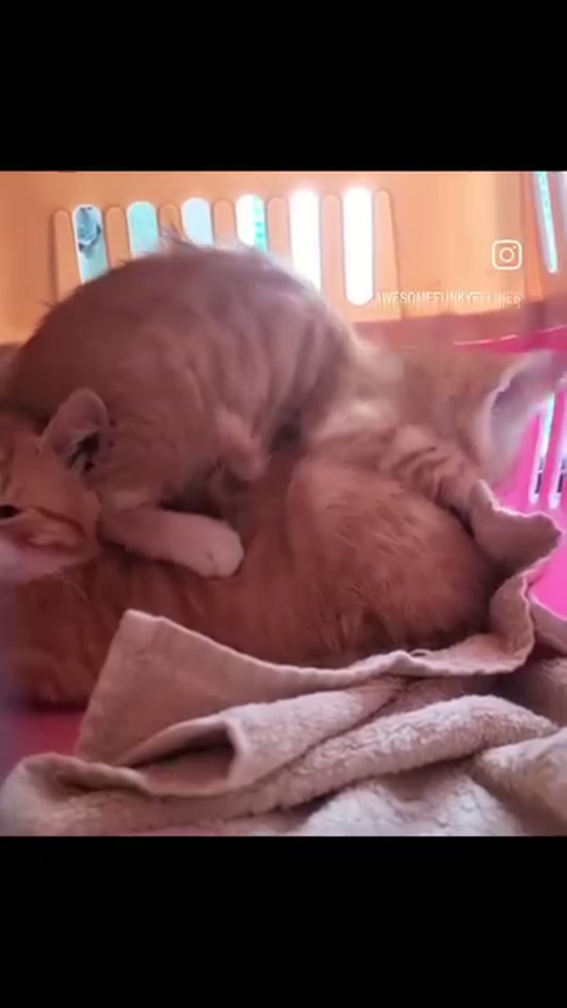 Two little gingers and a torti…