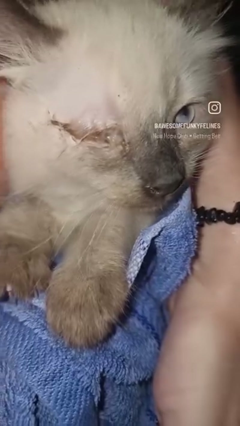 A closer look at those eye infections and flea infestations. ð¬