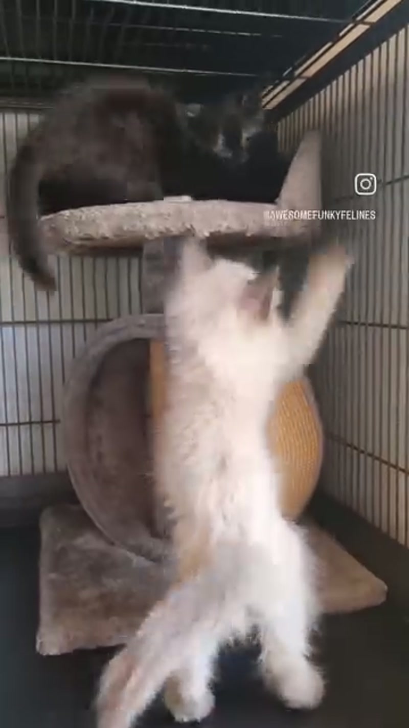 Update on the 8 kittens…
