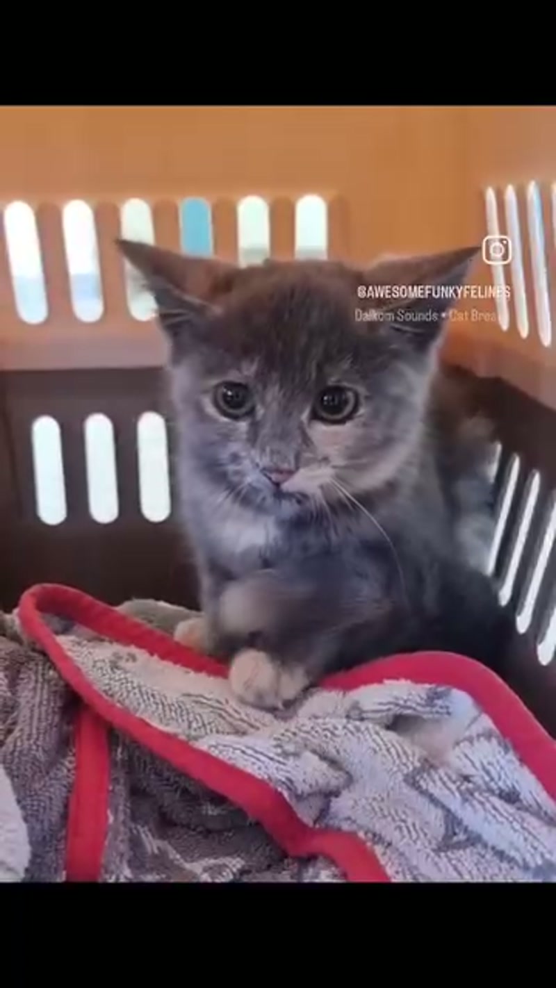 Squeeeezing cats into our lives… ð¤ª