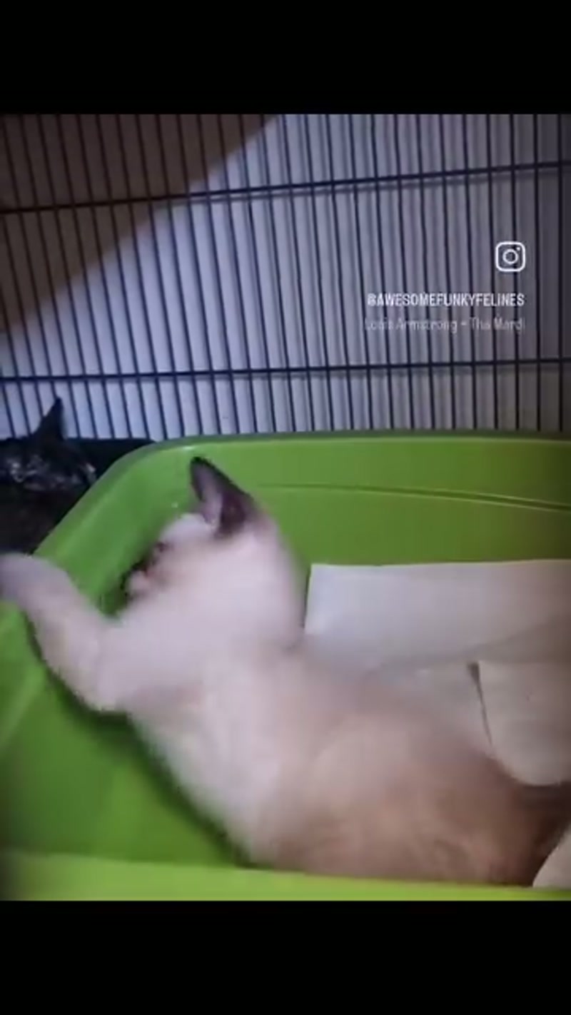 Some of these kittens are really entertaining and I find myself just sitting and watching lol.