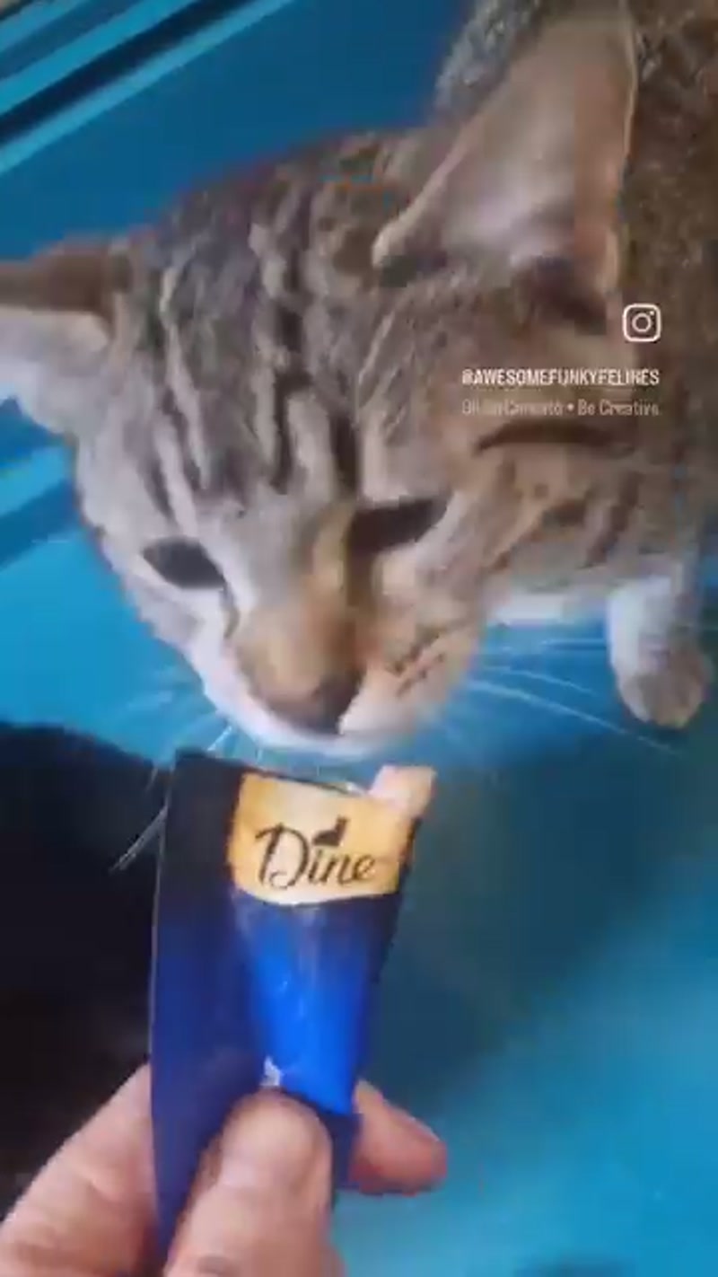 Creamy treat mayhem! ð¤ª