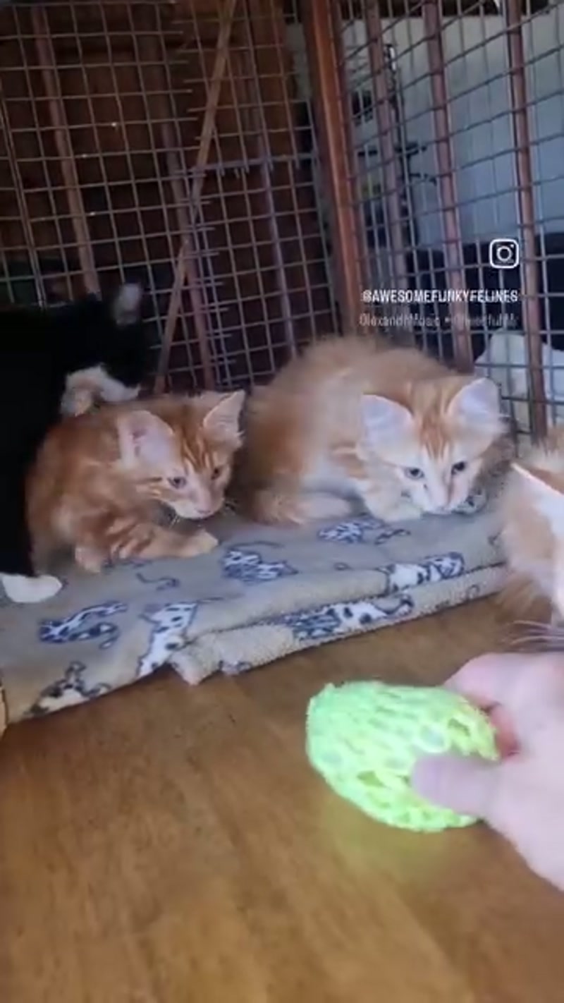 Playtime, as usual… âºï¸