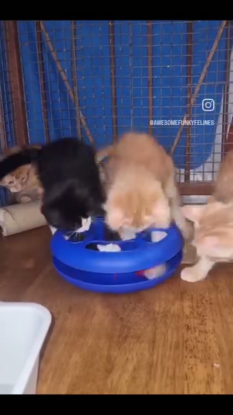 Fostering kittens on the kitchen table.
