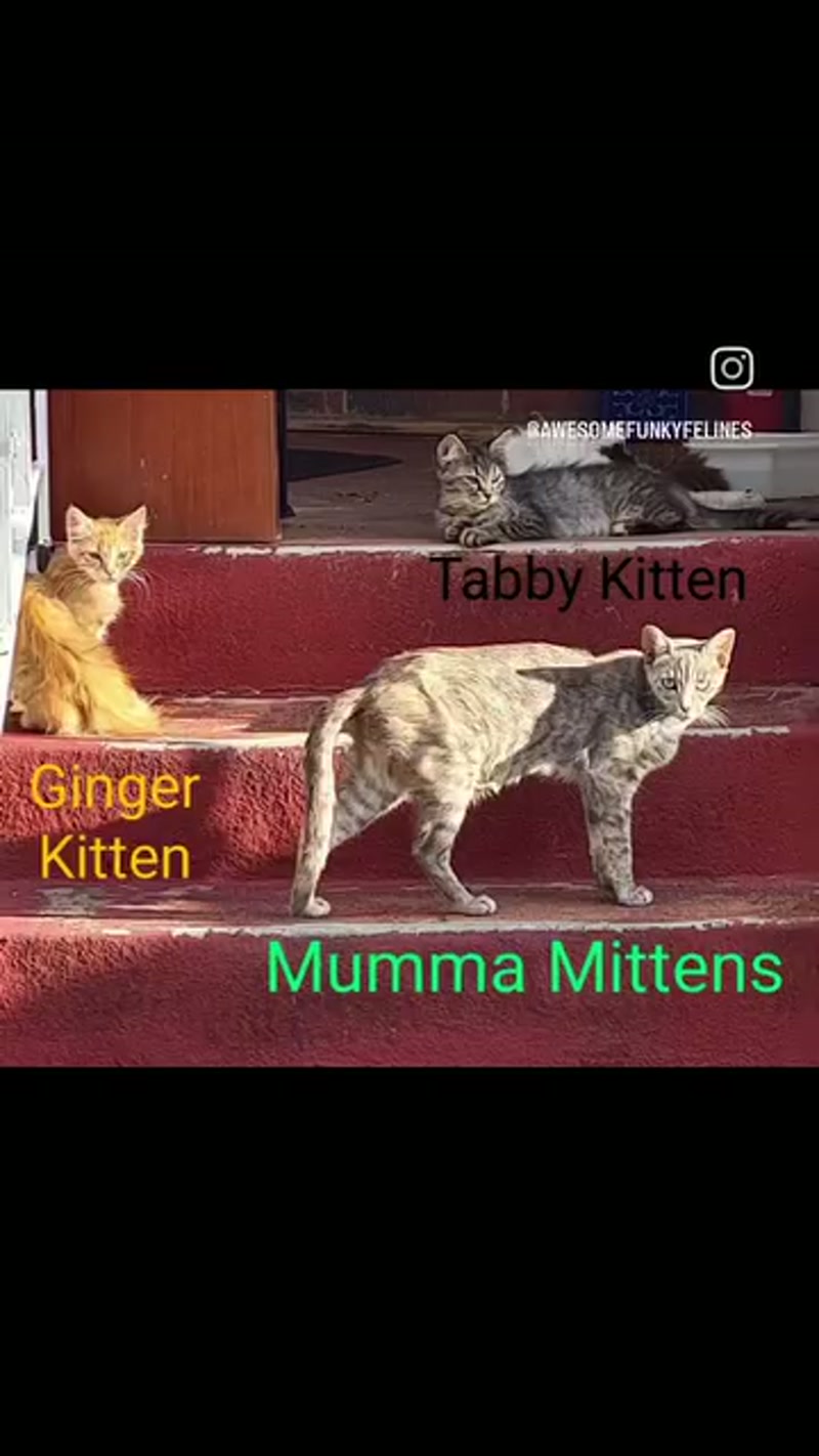 Mittens and her kittens… ð