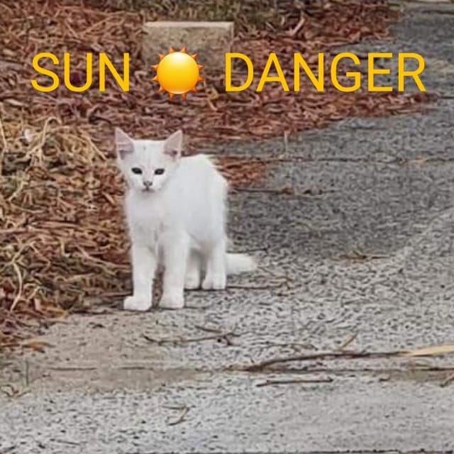 Cats can burn in the sun â¼ï¸