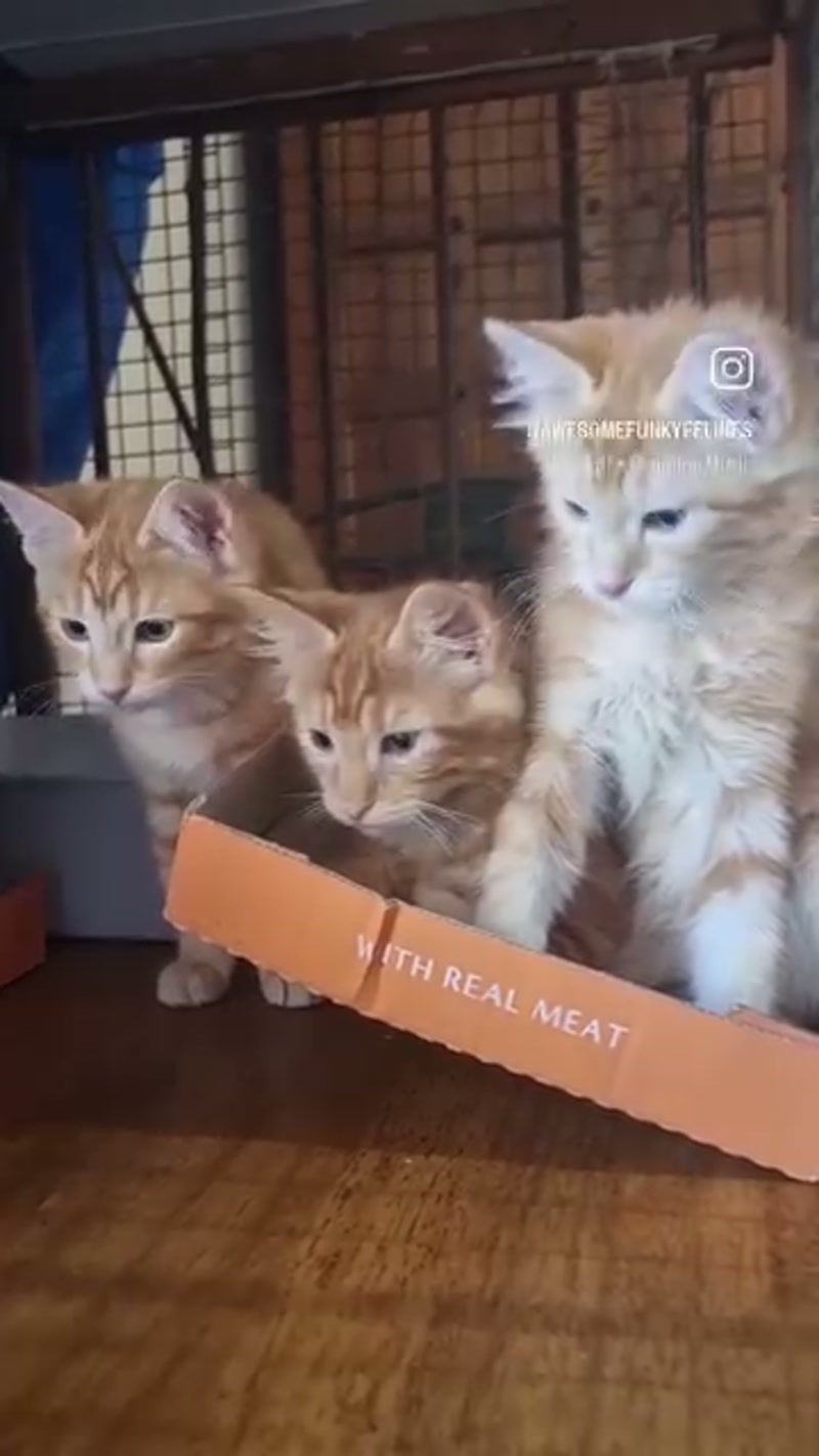 Ginger fluff balls… ð§¡ð§¡ð§¡