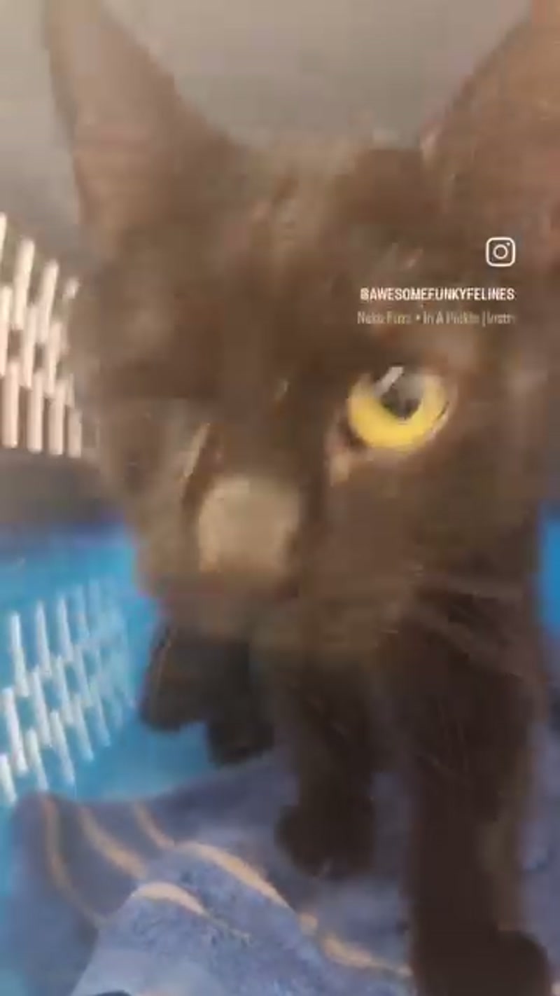 Wimbles at the vet ð«¶