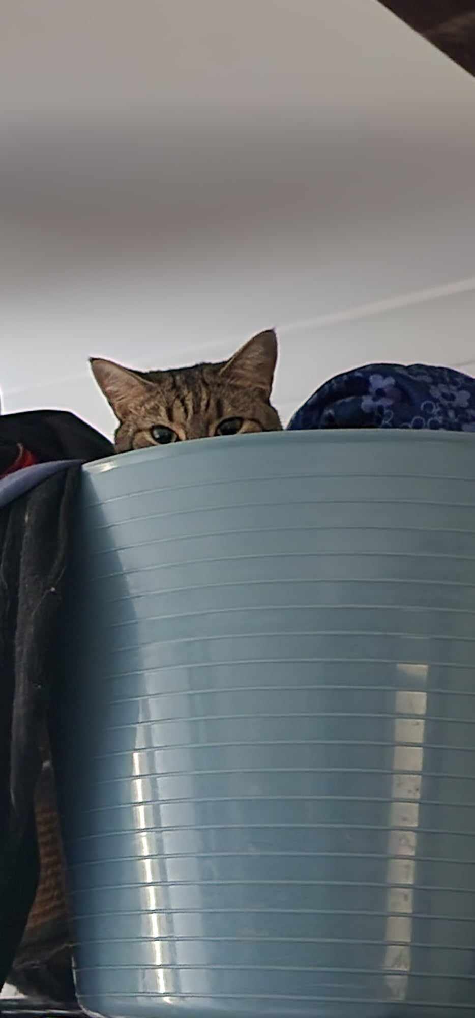 Toss dirty clothes in the laundry basket and watch Lycan's head pop up. ð³