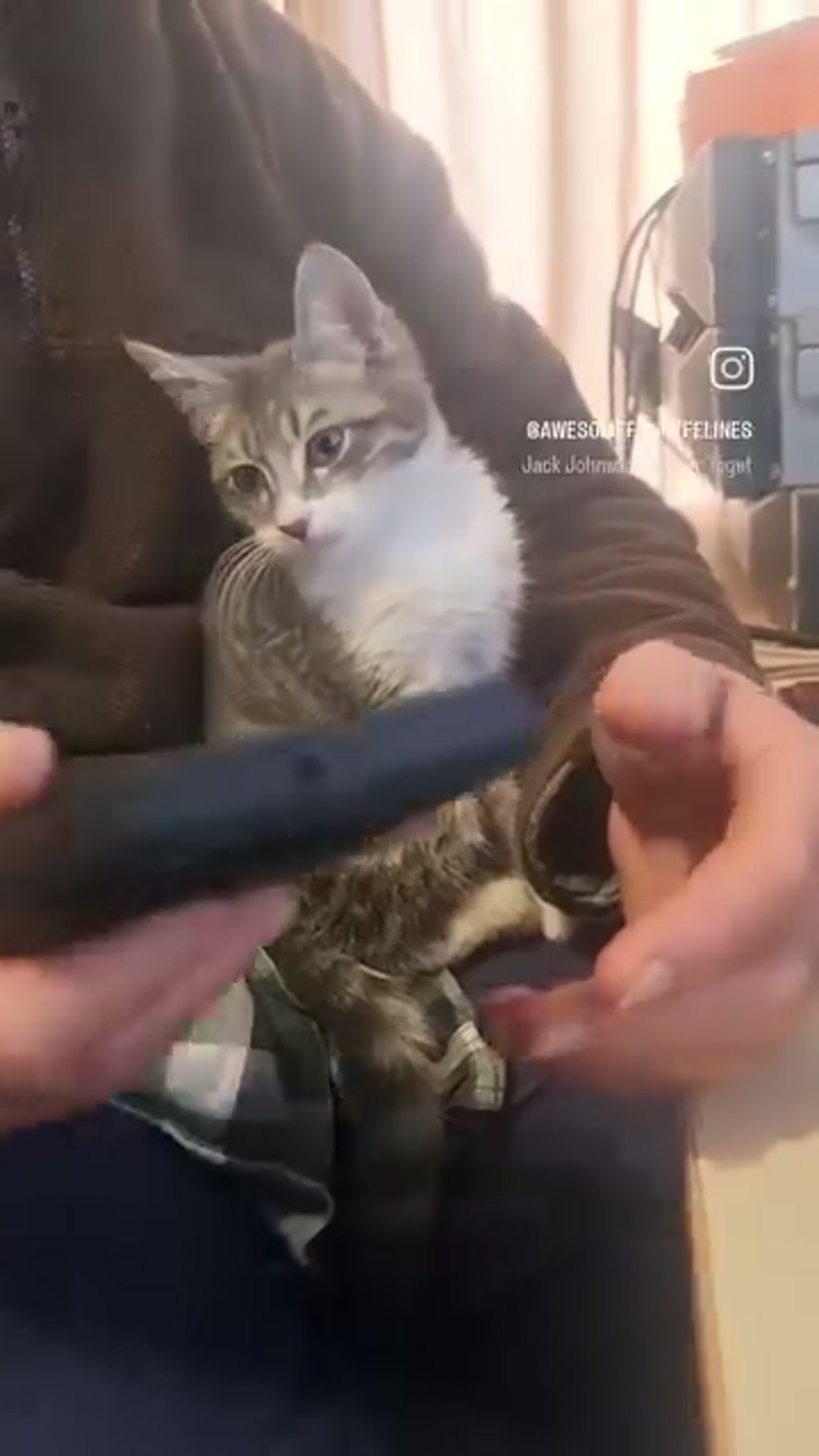 Kitten co-worker on the job!
