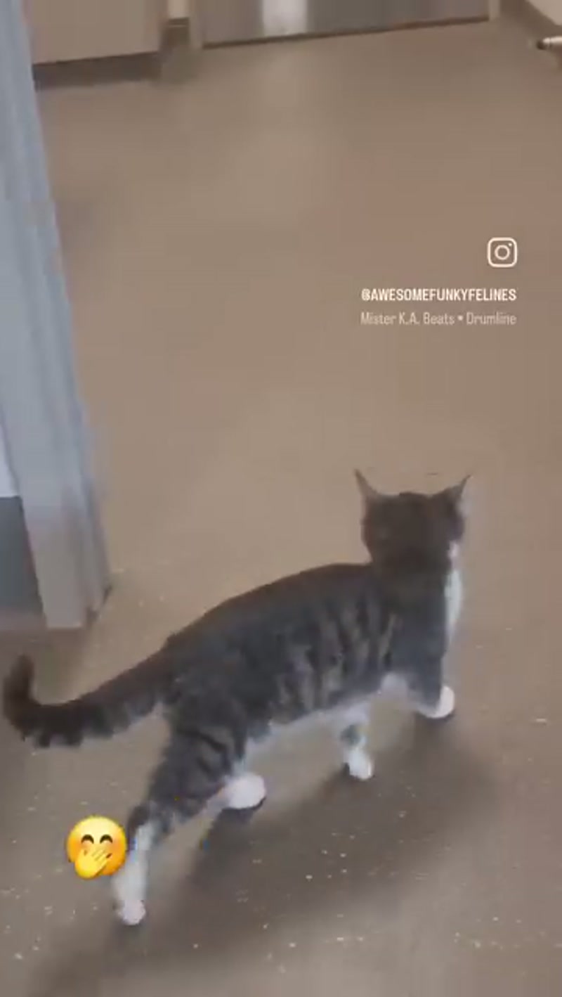 Fred struttin' his stuff ð