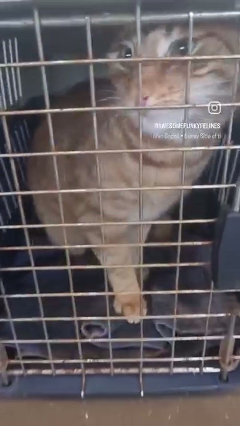 Ranga (and his cute nose) also visited the vet recently.