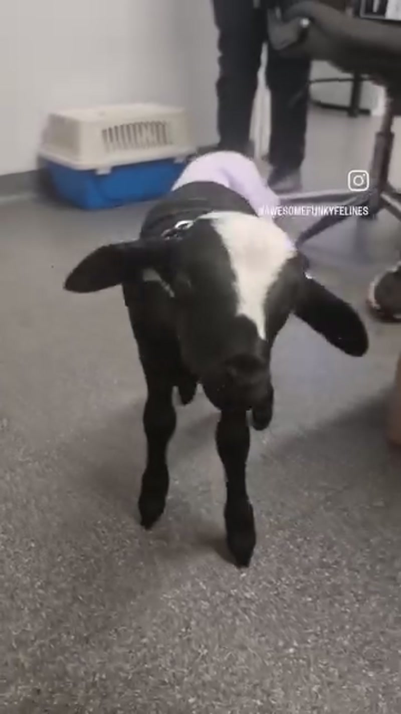 As promised… A lamb in a diaper! ð