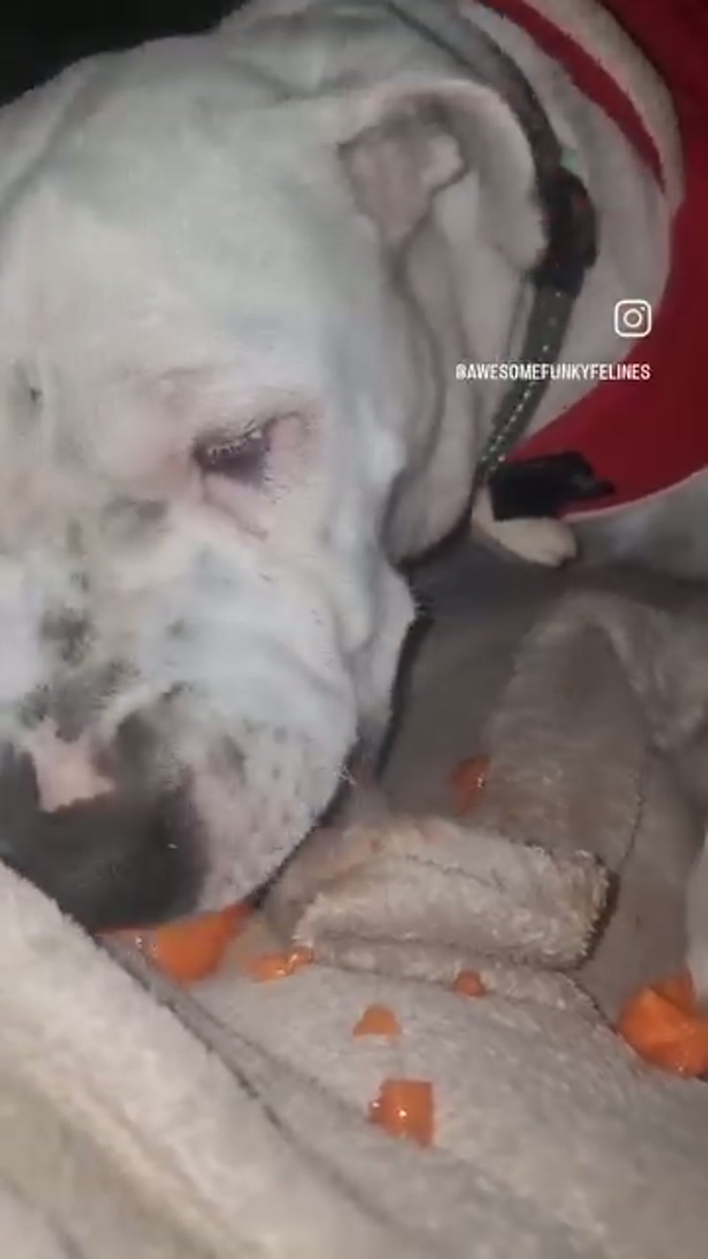 Dog vs carrot ASMR  ð¥